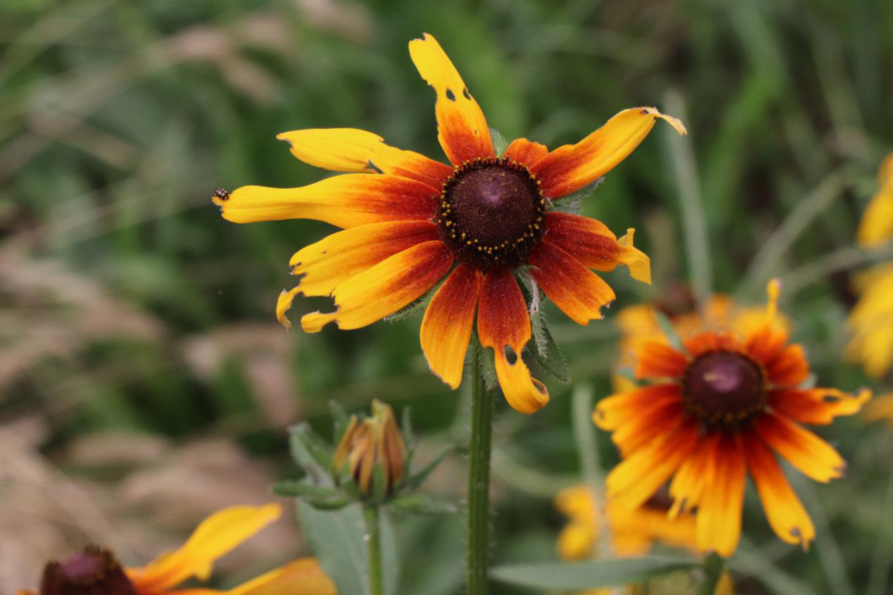 ��������ҳ��