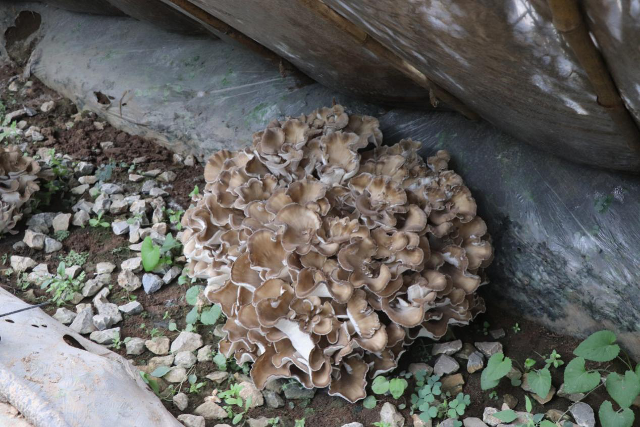 ��������ҳ��